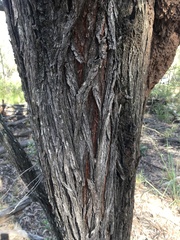 Acacia harpophylla