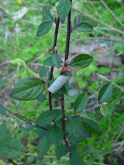 Cotoneaster dielsianus