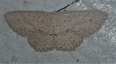 Cyclophora turneri