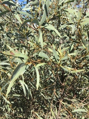 Acacia harpophylla