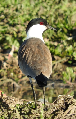 Spur-winged Lapwing