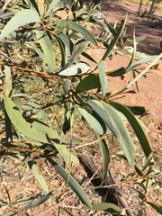 Acacia harpophylla