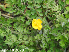 Chelidonium asiaticum