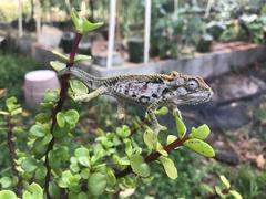 Bradypodion ventrale