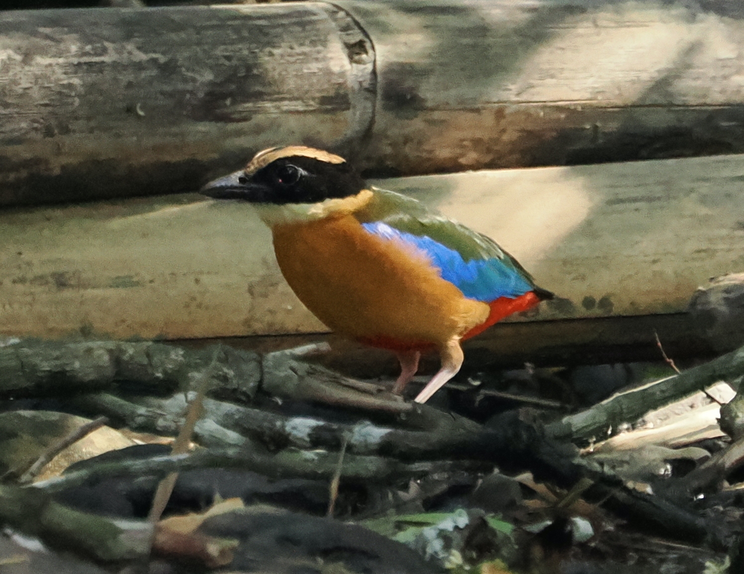 Blue-winged Pitta (Pitta moluccensis), photo 4