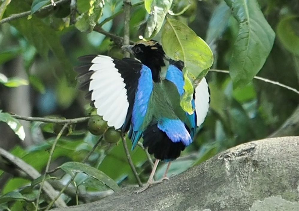 Blue-winged Pitta (Pitta moluccensis), photo 5