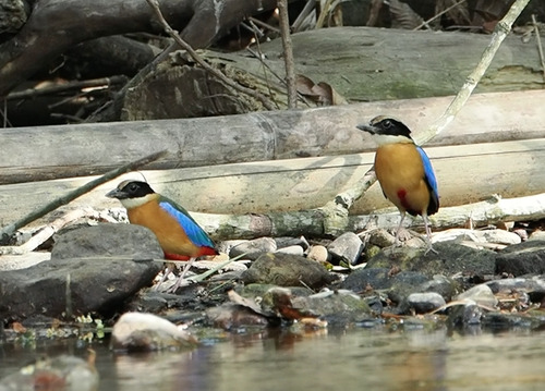 Blue-winged Pitta (Pitta moluccensis), photo 9