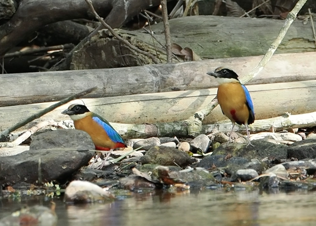 Blue-winged Pitta (Pitta moluccensis), photo 6