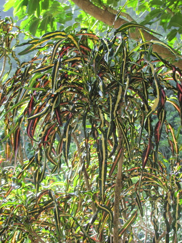 Codiaeum variegatum observed 2012-03-21
