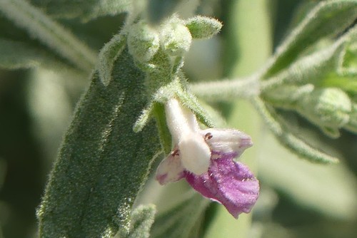 Stachys dinteri image