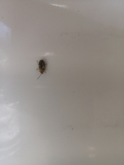 Xanthogaleruca luteola