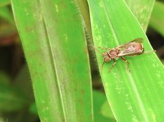 Ropalidia hongkongensis