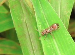 Ropalidia hongkongensis