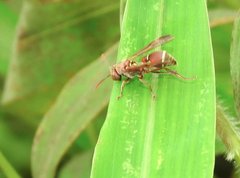 Ropalidia hongkongensis