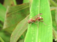 Ropalidia hongkongensis