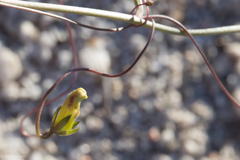 Neogaerrhinum filipes