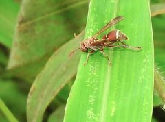 Ropalidia hongkongensis