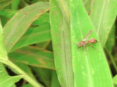 Ropalidia hongkongensis