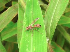 Ropalidia hongkongensis