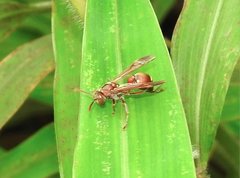 Ropalidia hongkongensis