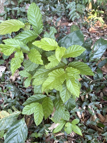 Campomanesia reitziana, photograph 4