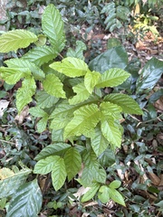 Campomanesia reitziana, photograph (c) LPB, some rights reserved (CC BY)