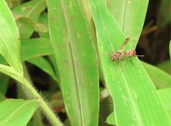Ropalidia hongkongensis