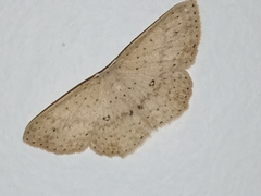 Cyclophora turneri