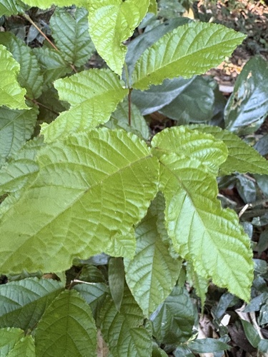 Campomanesia reitziana, photograph 5