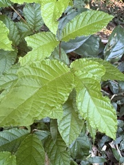 Campomanesia reitziana, photograph (c) LPB, some rights reserved (CC BY)