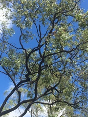 Eucalyptus melanophloia