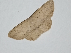 Cyclophora turneri