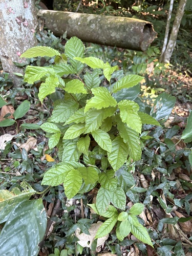 Campomanesia reitziana, photograph 6