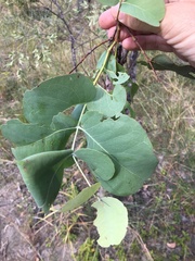 Eucalyptus melanophloia