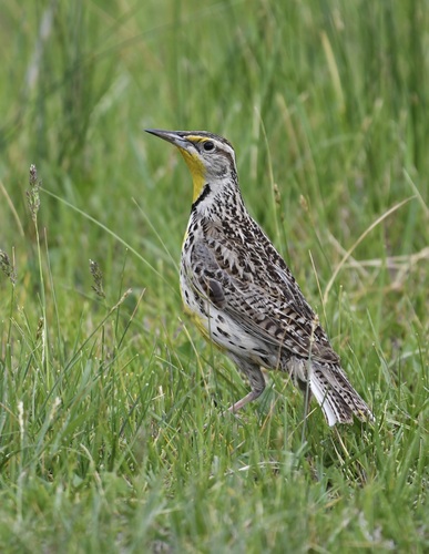 Western Meadowlark
