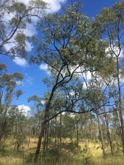 Eucalyptus melanophloia