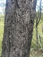 Eucalyptus melanophloia