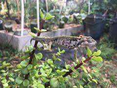 Bradypodion ventrale