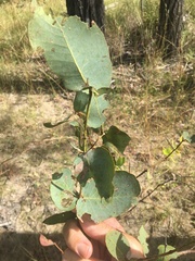 Eucalyptus melanophloia