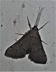 Piletocera macroperalis
