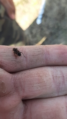 Rhyparochromus vulgaris