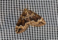 Lampropteryx suffumata