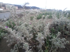 Artemisia pycnocephala