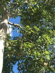 Brachychiton australis