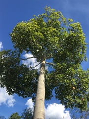 Brachychiton australis