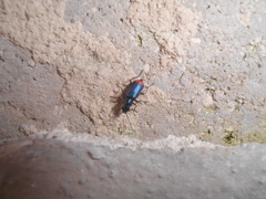 Clanoptilus spinipennis