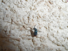 Clanoptilus spinipennis