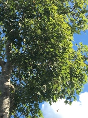 Brachychiton australis