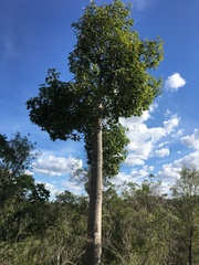 Brachychiton australis