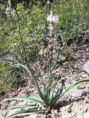 Asphodelus albus